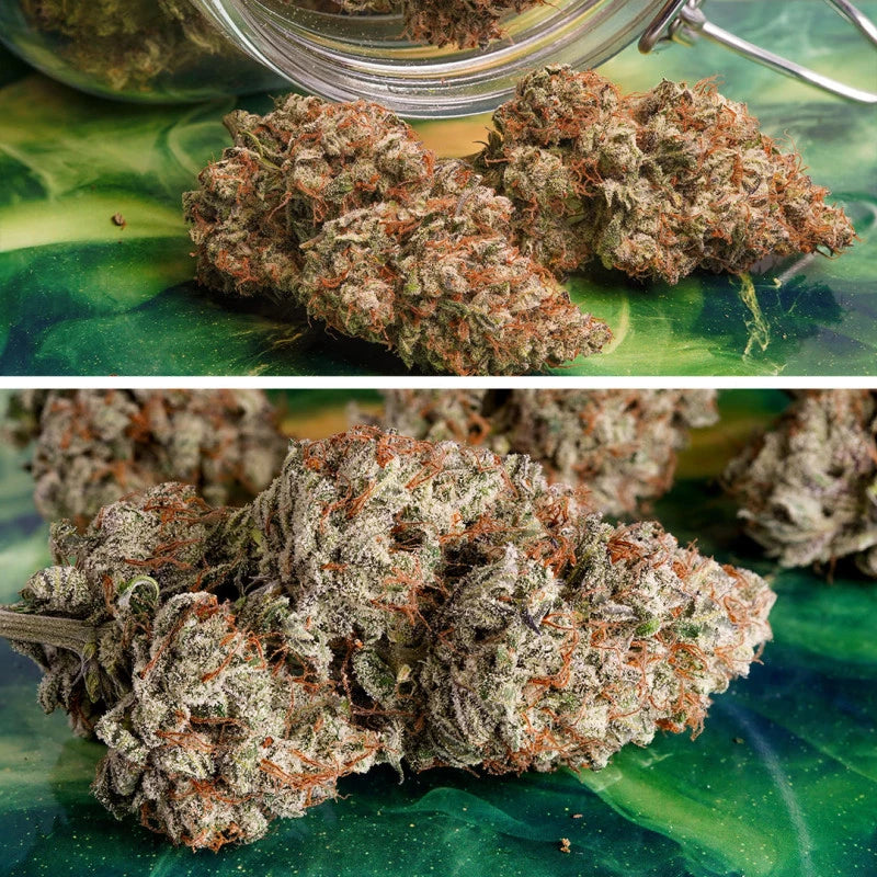 Auto Melonade Runtz - Dutch Passion