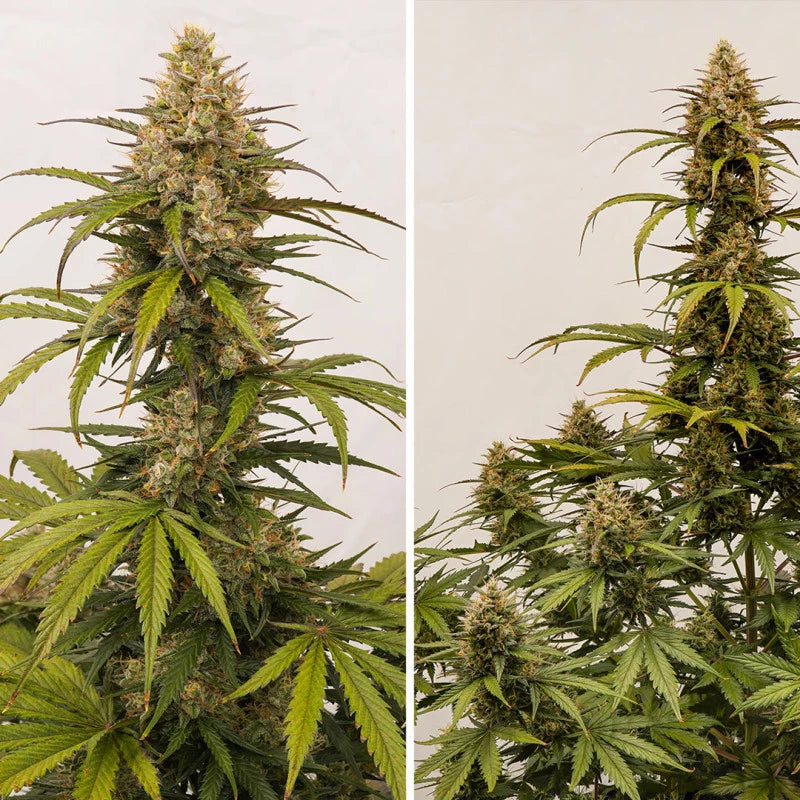 Auto Melonade Runtz - Dutch Passion