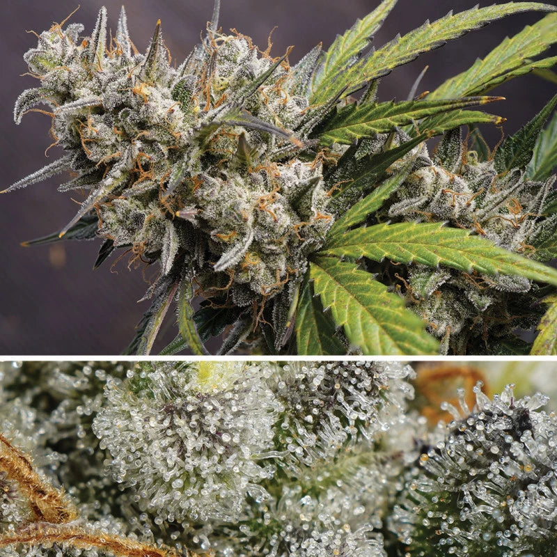 Auto Melonade Runtz - Dutch Passion