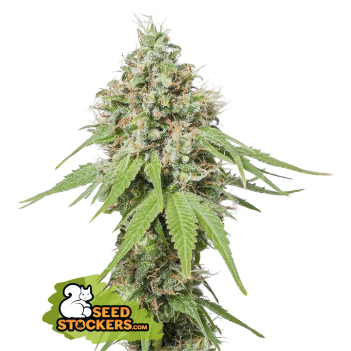 AK 420 - Seedstockers