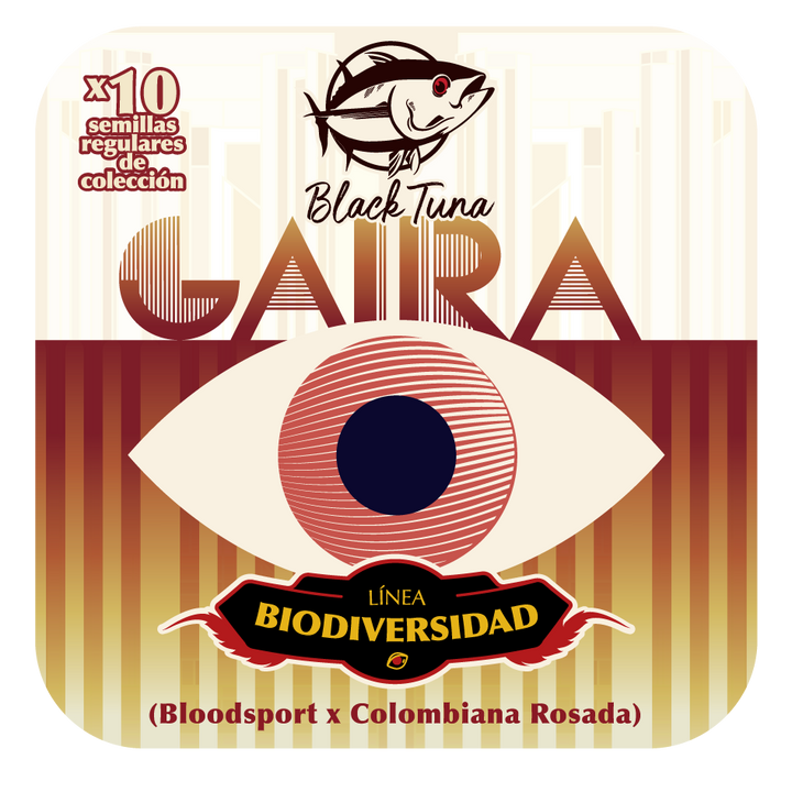 Gaira - Black Tuna (Regulares)