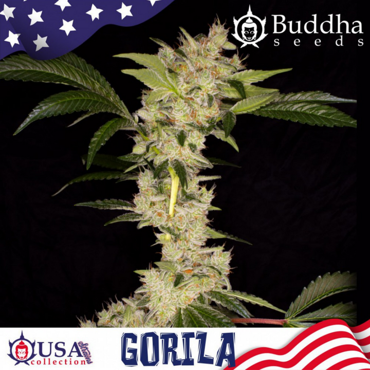 Gorila - Buddha Seeds