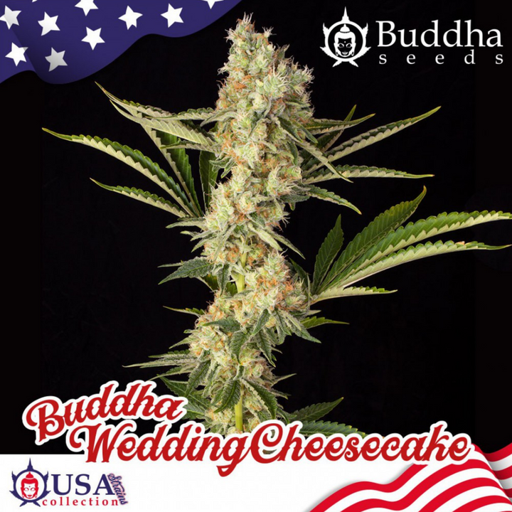 Wedding Cheescake - Buddha Seeds