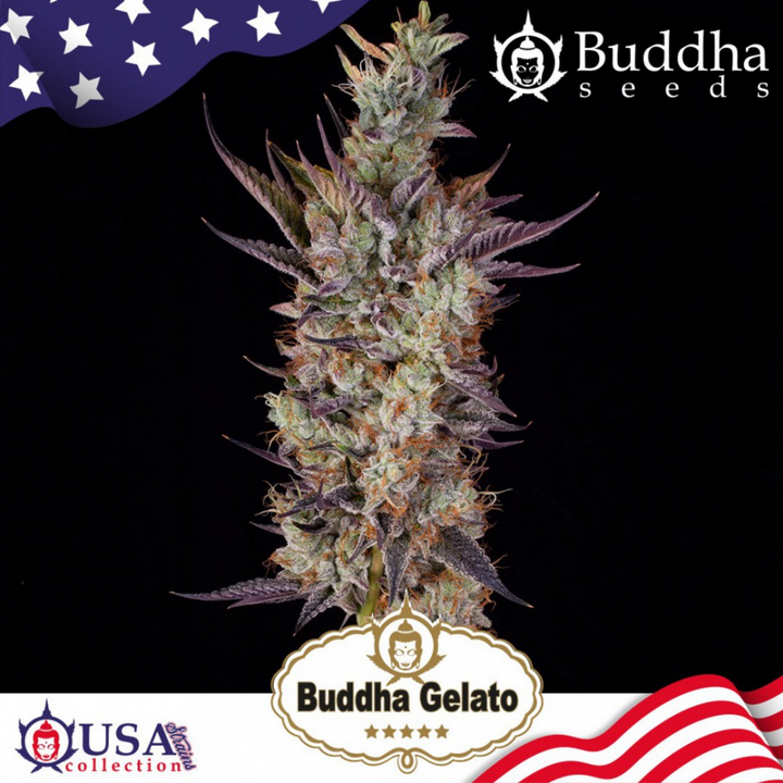 Buddha Gelato - Buddha Seeds