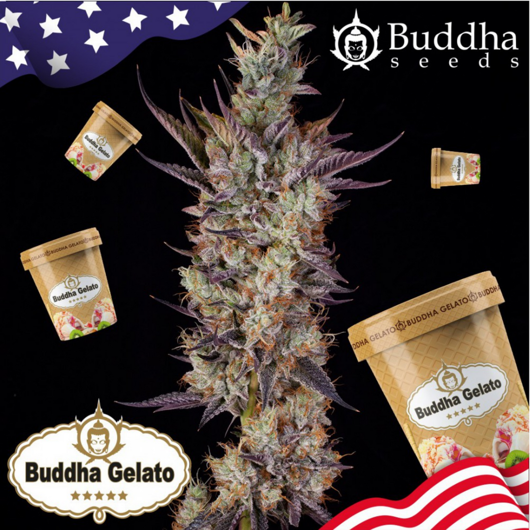 Buddha Gelato - Buddha Seeds