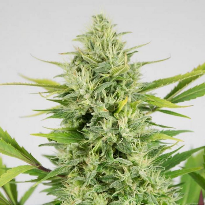 Buddha Skunk - Buddha Seeds