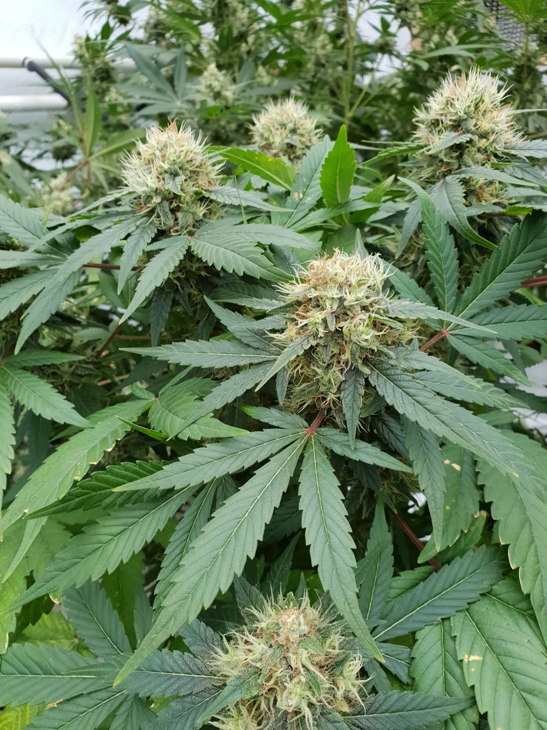 Stromboli Auto - Paradise Seeds