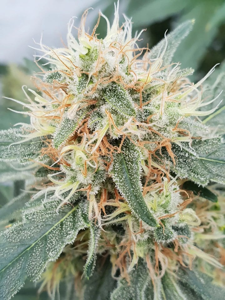 Stromboli Auto - Paradise Seeds