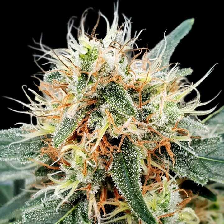 Stromboli Auto - Paradise Seeds