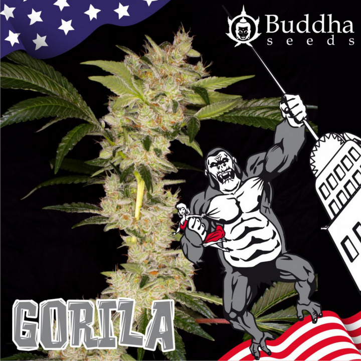 Gorila - Buddha Seeds