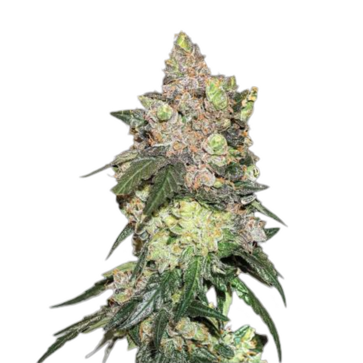 Girl Scout Cookies - Seedstockers