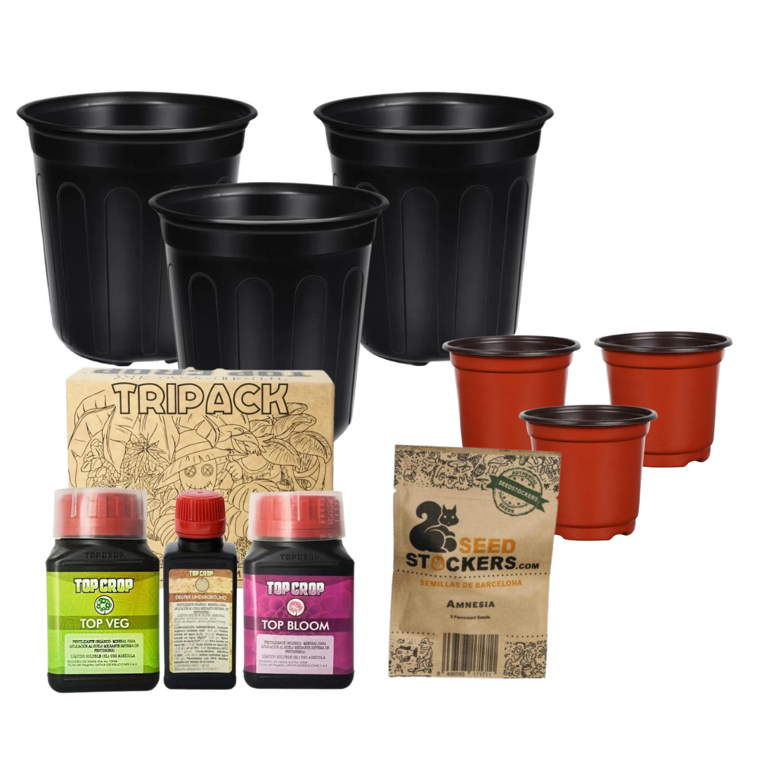 Kit de inicio para cultivo de cannabis - Amnesia Seedstockers
