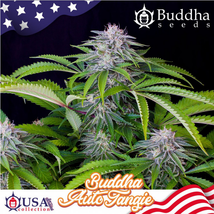 Buddha Auto Tangie - Buddha Seeds