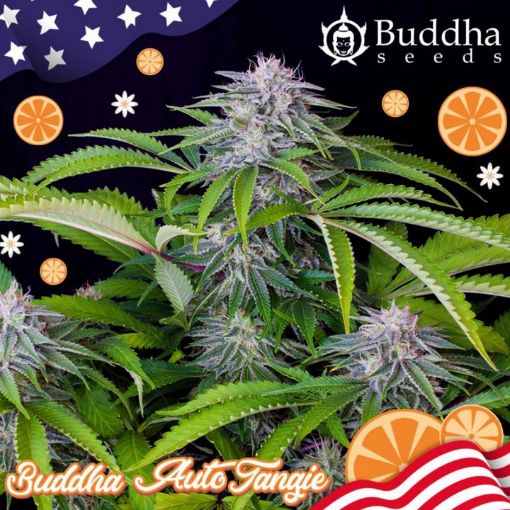 Buddha Auto Tangie - Buddha Seeds