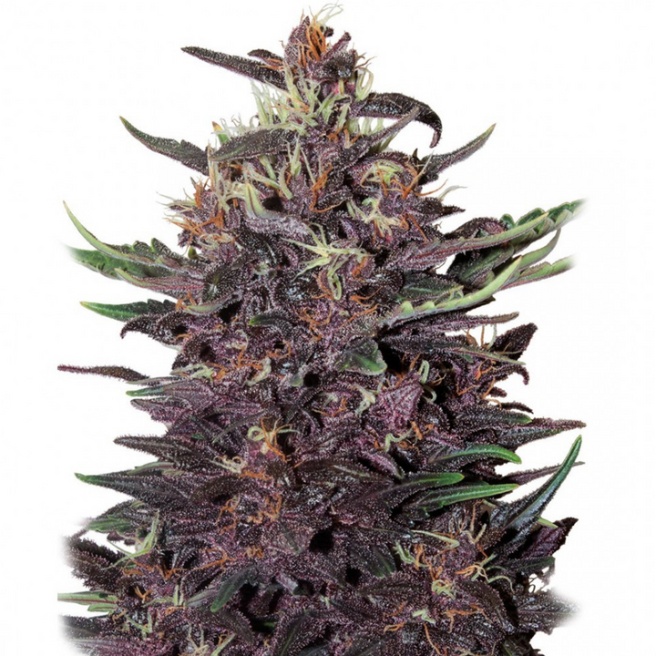 Buddha Purple Kush Auto - Buddha Seeds