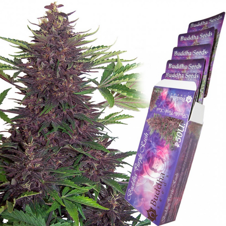 Buddha Purple Kush Auto - Buddha Seeds