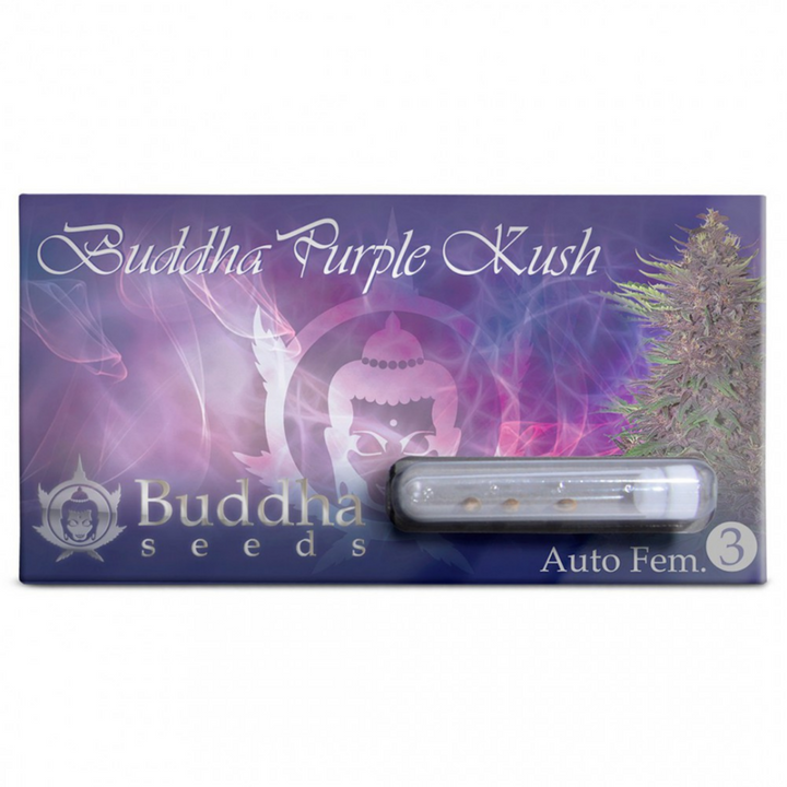 Buddha Purple Kush Auto - Buddha Seeds