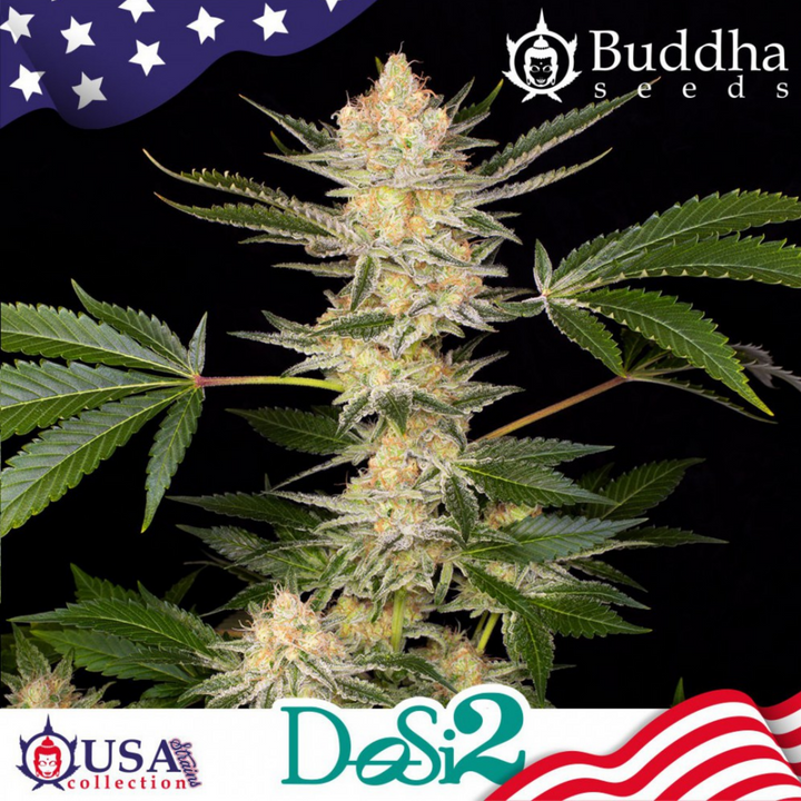 Buddha DOSI2 - Buddha Seeds