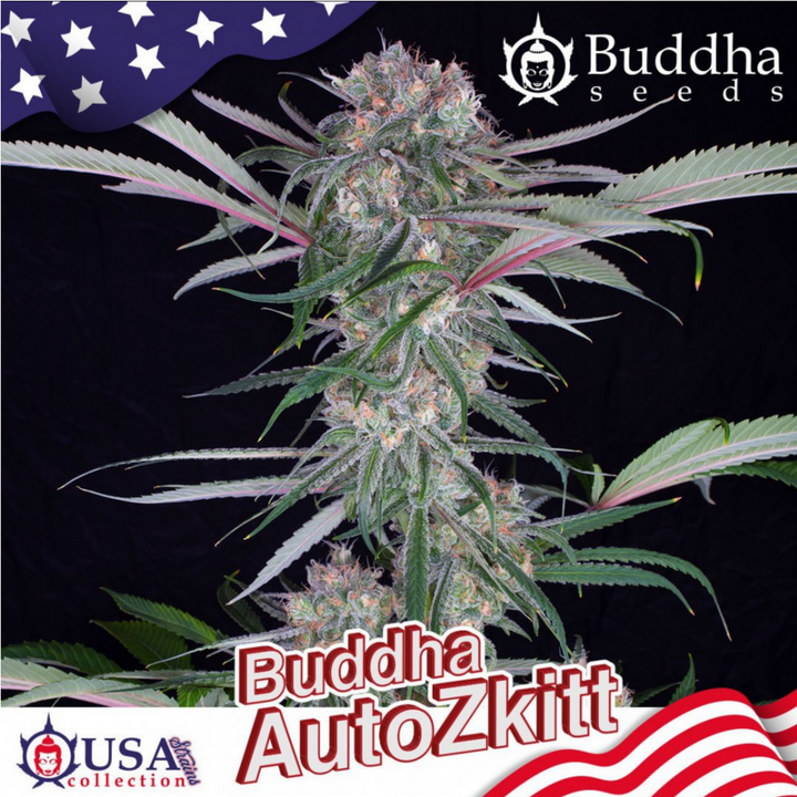 Buddha Auto Zkitt - Buddha Seeds