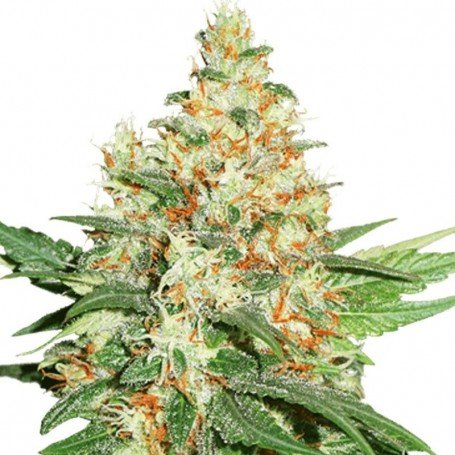 OG Kush - Seedstockers - Bloommart Colombia