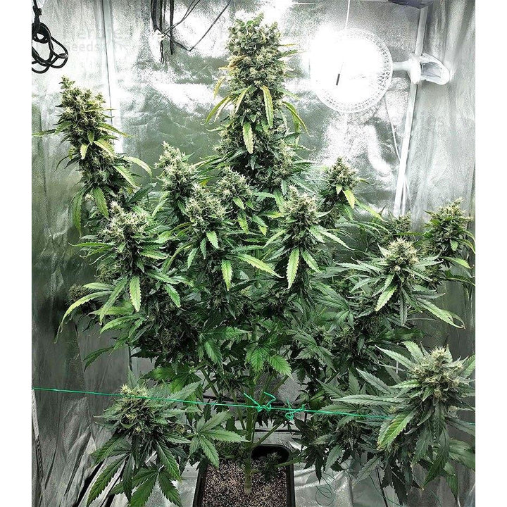 Super Skunk - Seedstockers - Bloommart Colombia