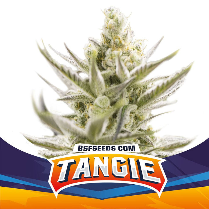 Tangie XXL Auto® - BSF