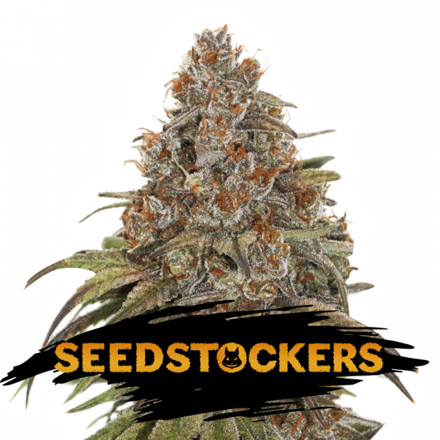 Blackberry Gum Auto - Seedstockers