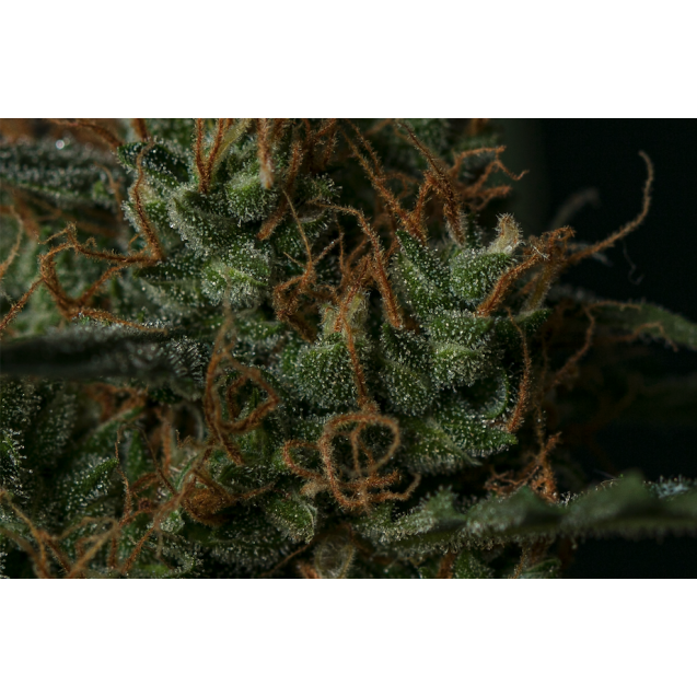 Blackberry Gum Auto - Seedstockers