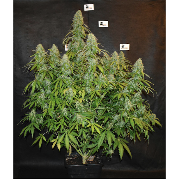 Blackberry Gum Auto - Seedstockers