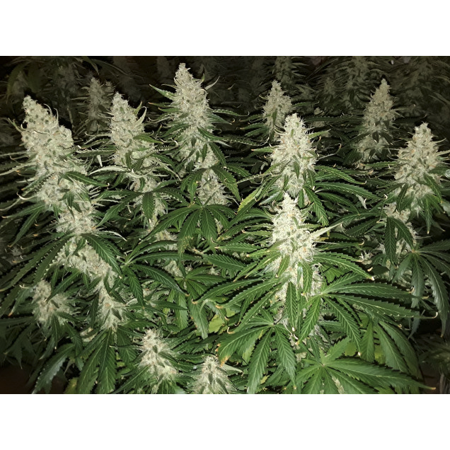 Blackberry Gum Auto - Seedstockers