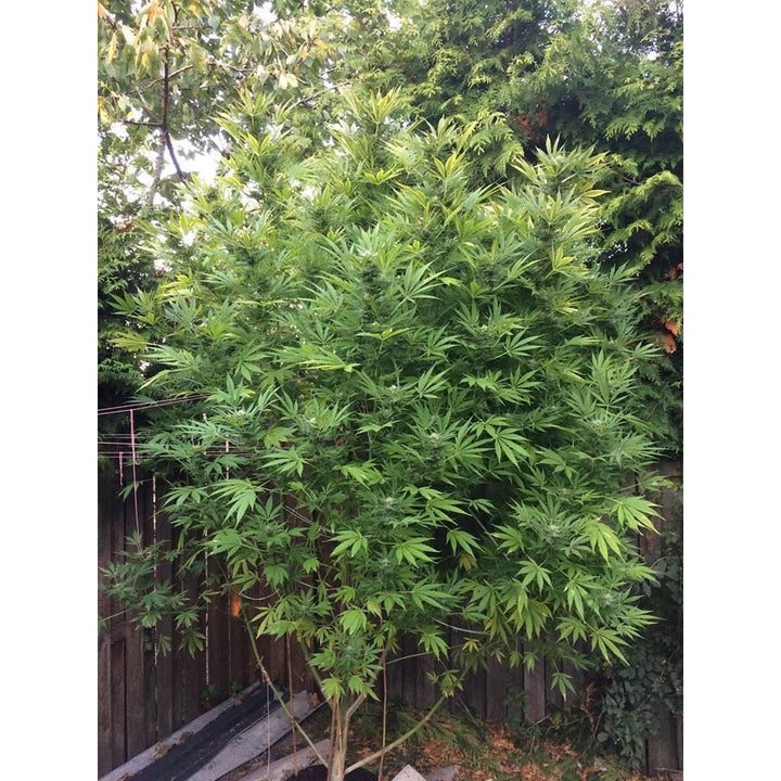 OG Kush - Seedstockers - Bloommart Colombia