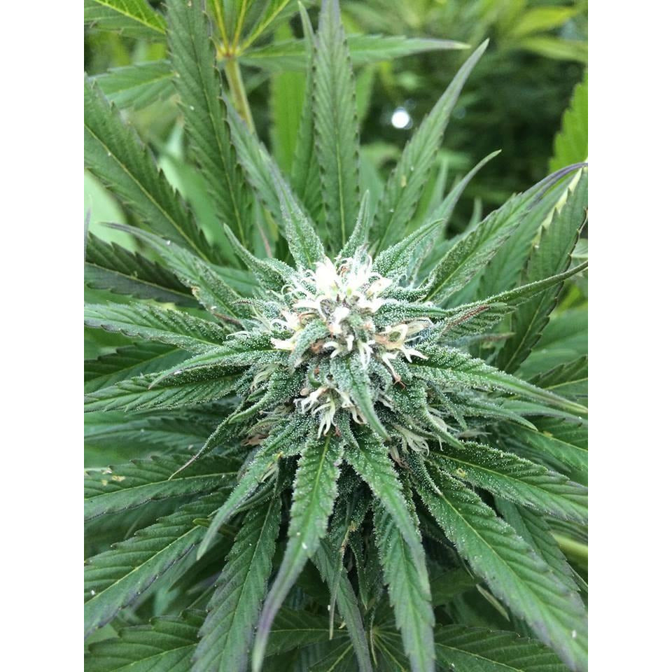 OG Kush - Seedstockers - Bloommart Colombia