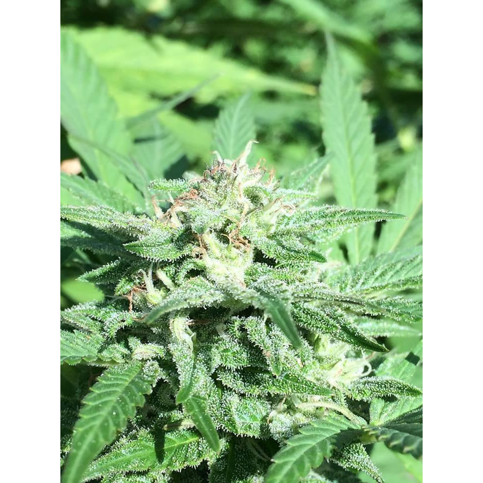 OG Kush - Seedstockers - Bloommart Colombia