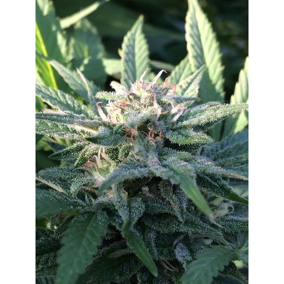 OG Kush - Seedstockers - Bloommart Colombia