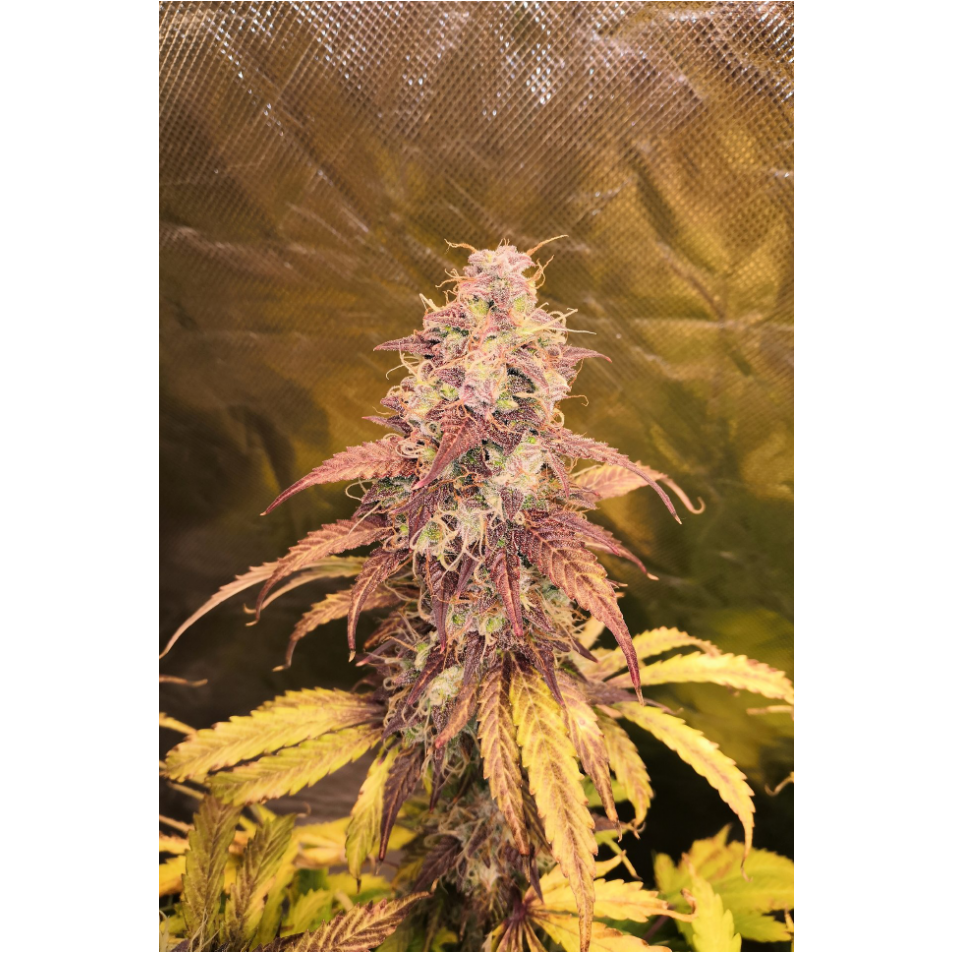 Girl Scout Cookies - Seedstockers