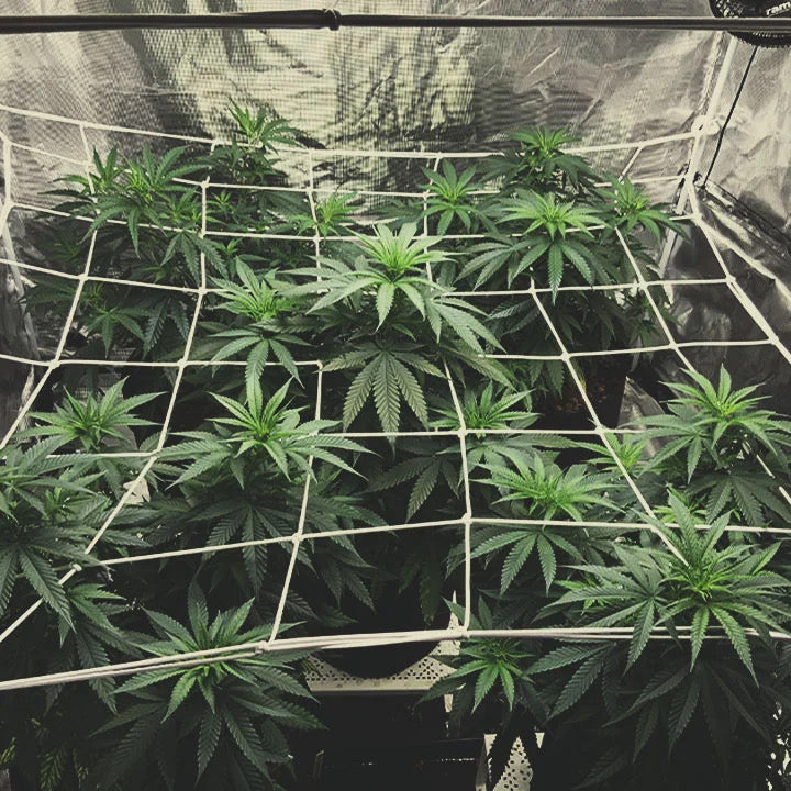 MALLA SCROG - CULTIBOX