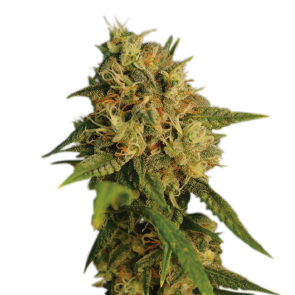 OG Kush - Seedstockers - Bloommart Colombia