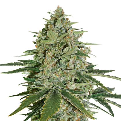 Super Skunk - Seedstockers - Bloommart Colombia